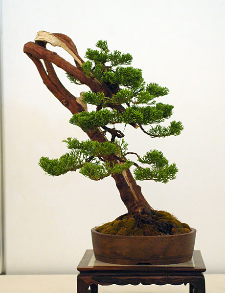Dsc_2138v.jpg