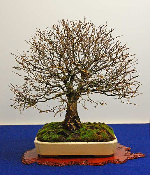 DSC_2478v.jpg