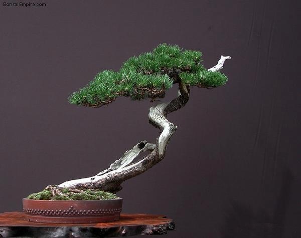dingjian-penjing-l-43.jpg