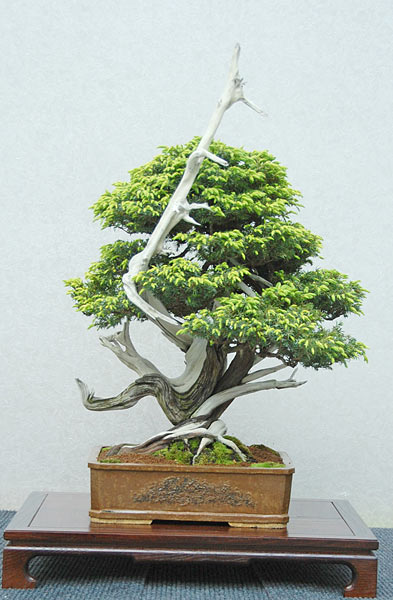 DSC_2884v.jpg