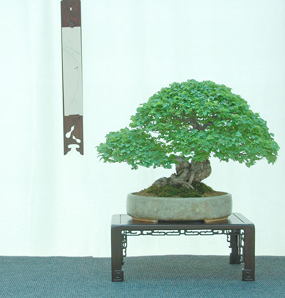 DSC_2900v.jpg