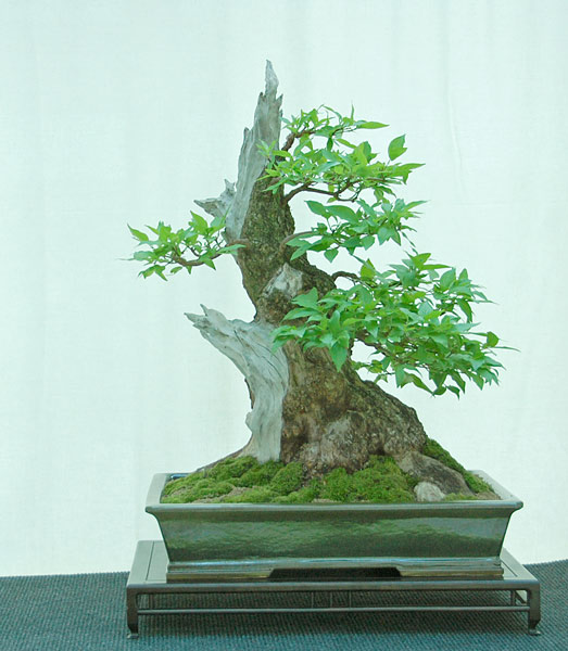 DSC_2902v.jpg