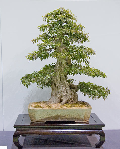 DSC_4155v.jpg