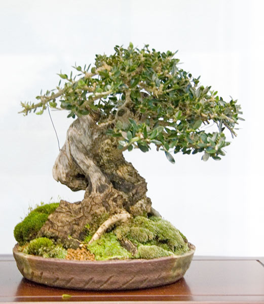 DSC_4266v.jpg