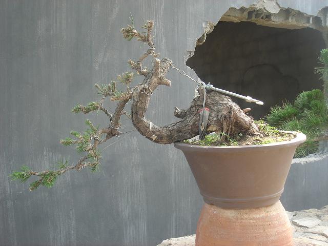DSC06230.JPG