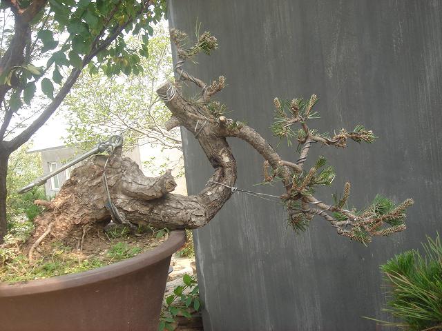 DSC06231.JPG