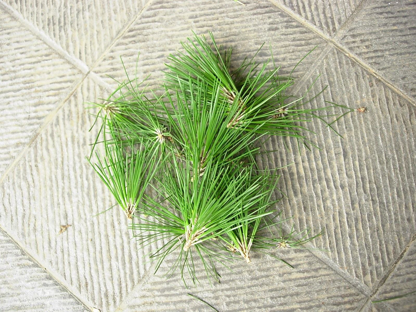 DSCN7942.JPG