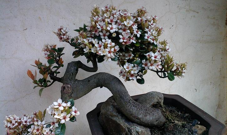 IMG0323103300.jpg