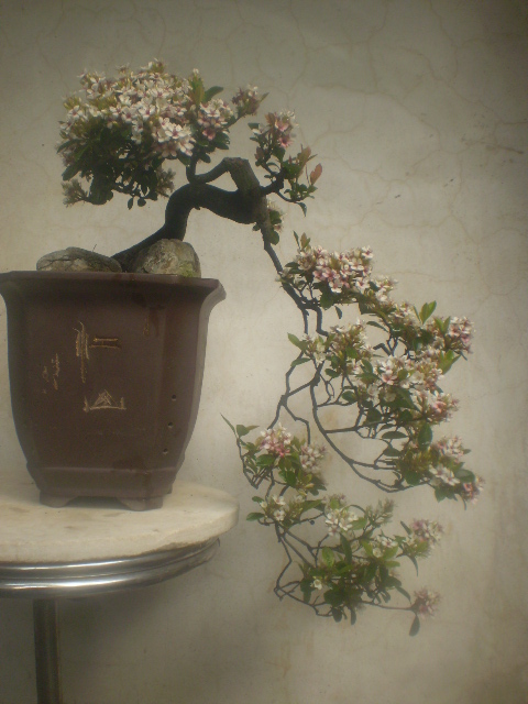 PC180002.JPG