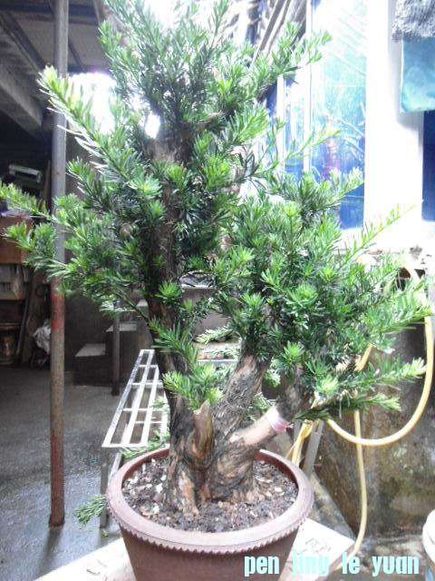 DSC03618.JPG