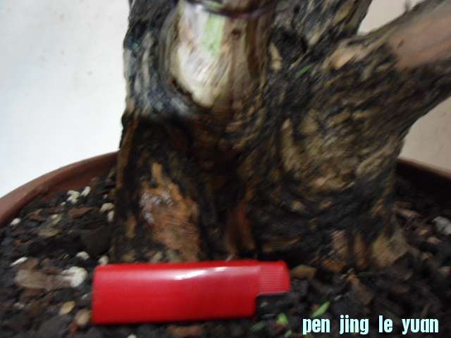 DSC03630.JPG