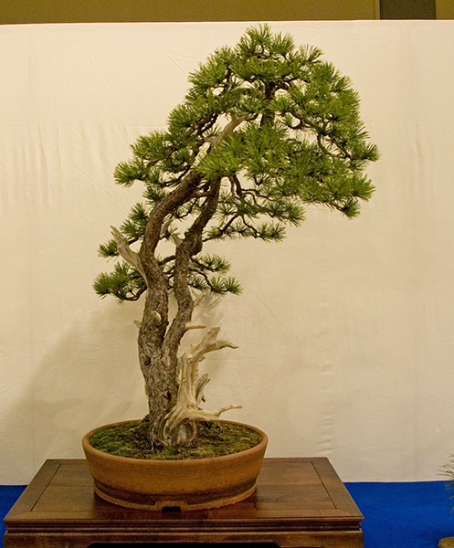 DSC_5669v.jpg
