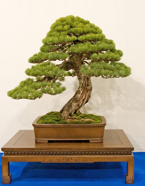DSC_5673v.jpg