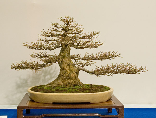DSC_5674v.jpg