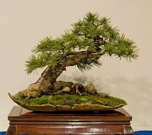 DSC_5677v.jpg