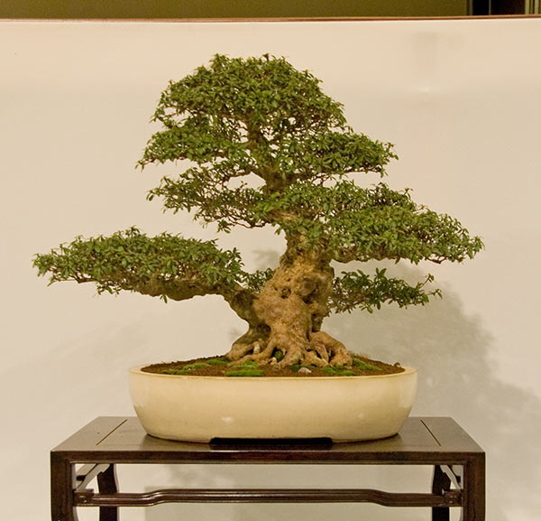 DSC_5678v.jpg