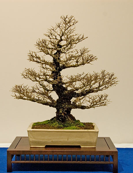 DSC_5686v.jpg