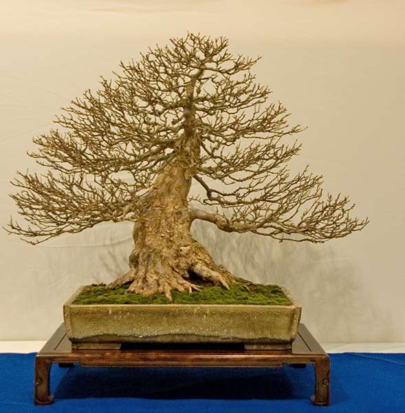 DSC_5688v.jpg