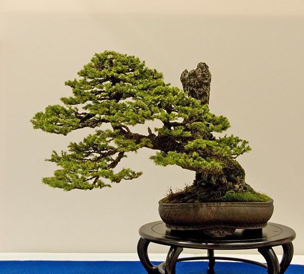 DSC_5687v.jpg