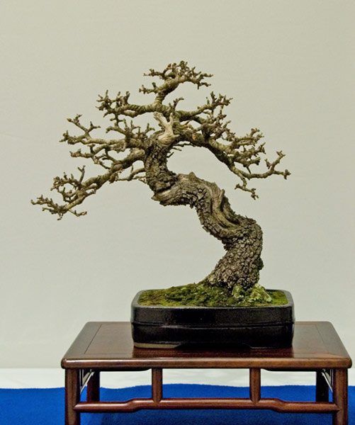 DSC_5701v.jpg