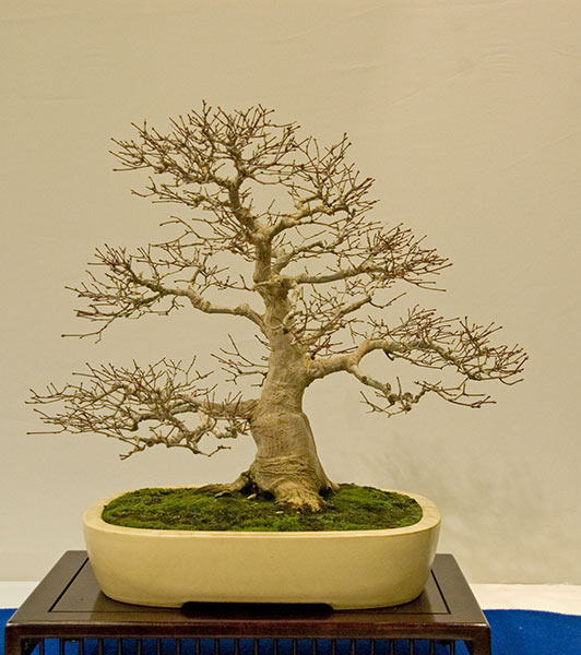 DSC_5702v.jpg