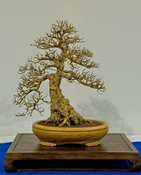 DSC_5706v.jpg