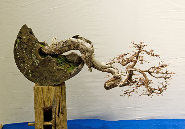 DSC_5718v.jpg