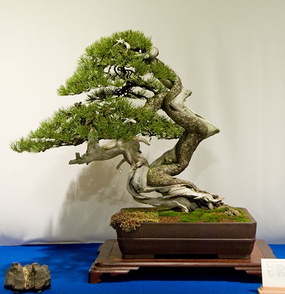 DSC_5741v.jpg