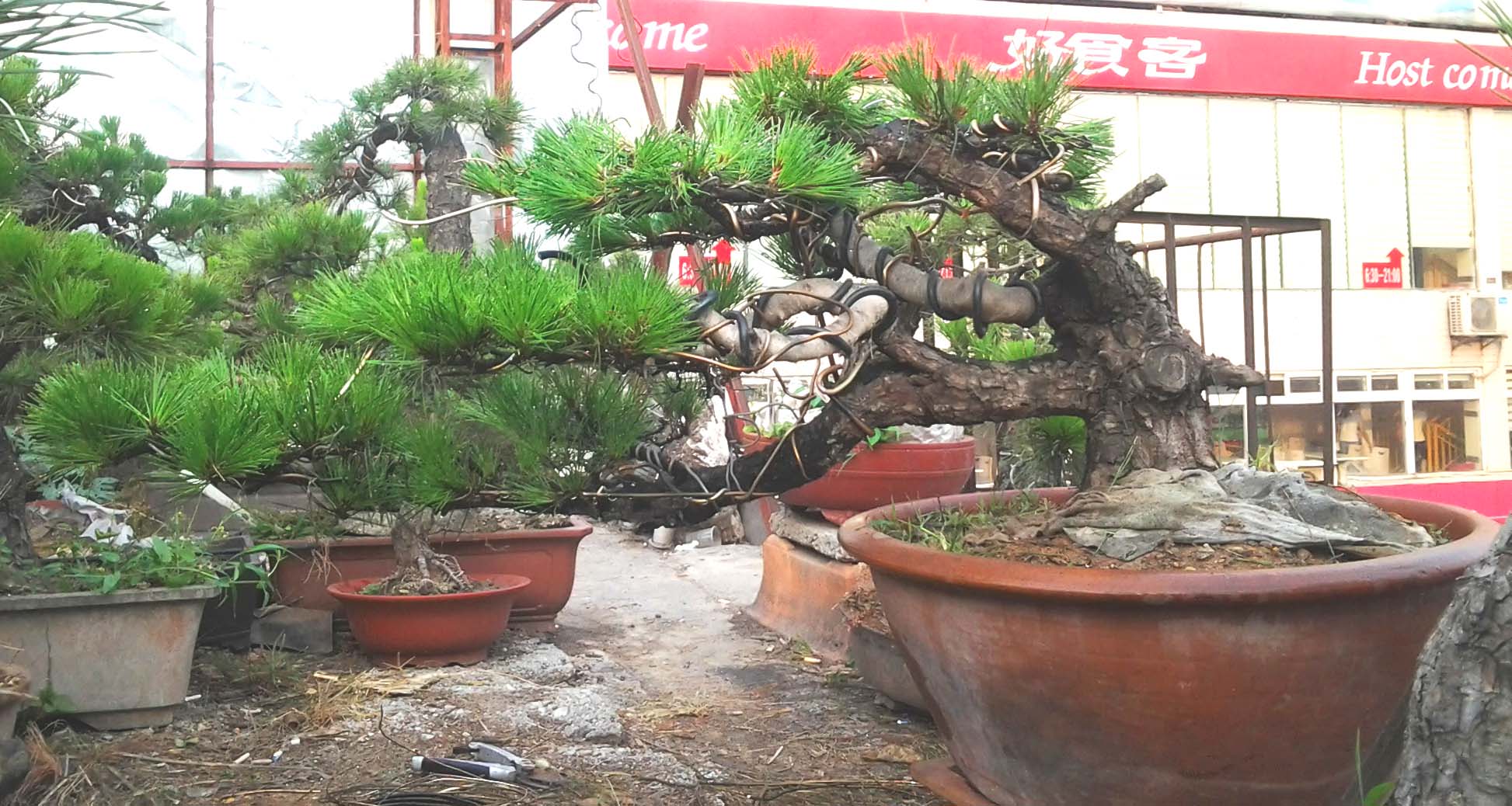 Ƭ0138.jpg