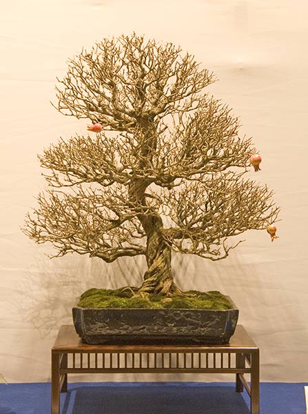 DSC_8905v.jpg