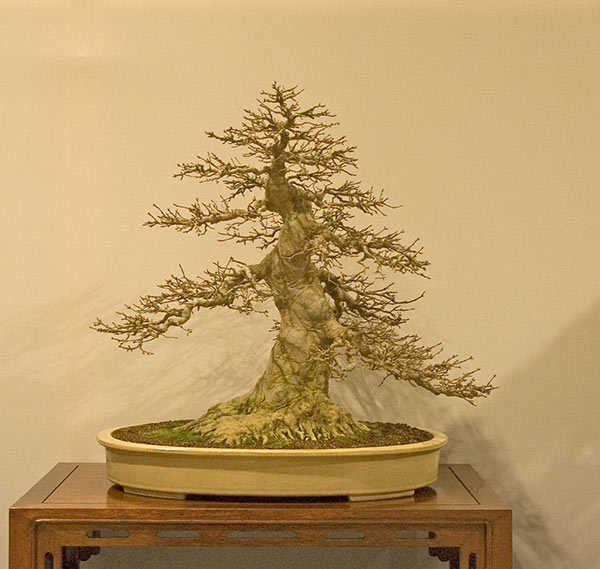 DSC_8911v.jpg