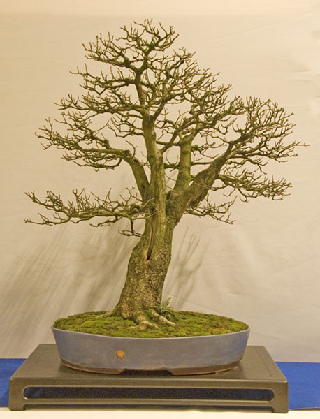 DSC_8915v.jpg