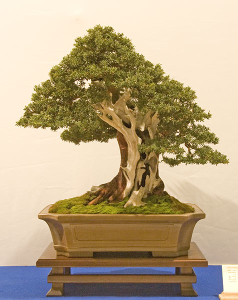 DSC_8918v.jpg