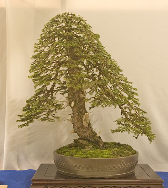 DSC_8919v.jpg
