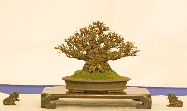 DSC_8938v.jpg