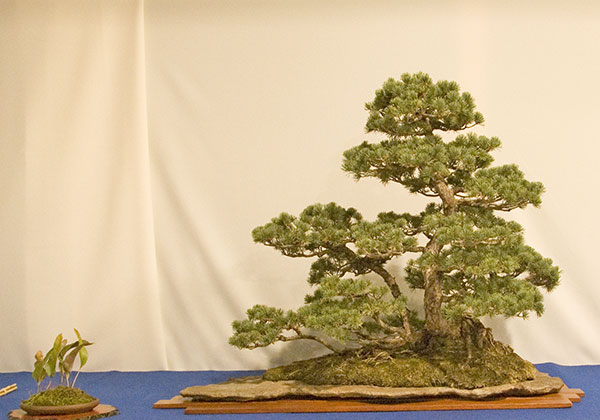 DSC_8948v.jpg