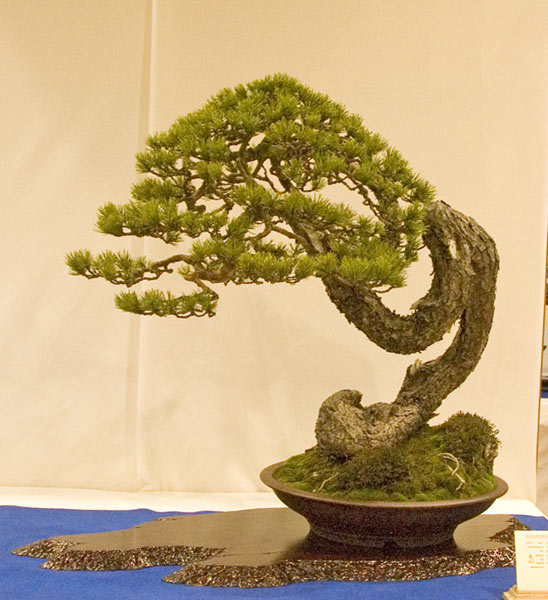 DSC_8957v.jpg