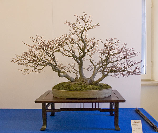 DSC_9215v.jpg