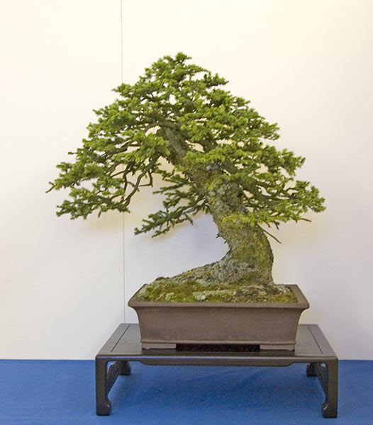 DSC_9219v.jpg