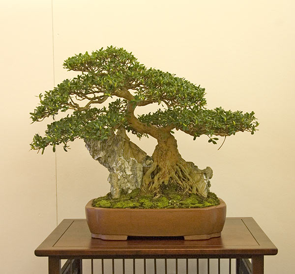DSC_9225v.jpg