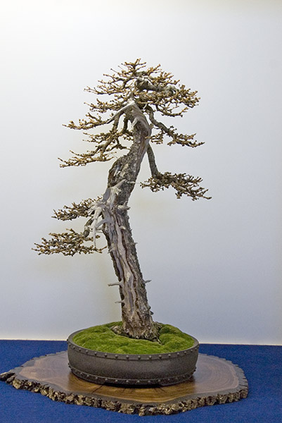 DSC_9247v.jpg