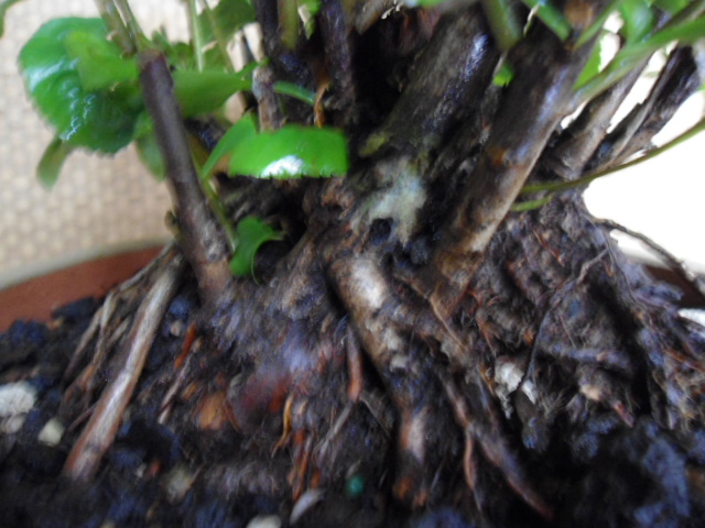 DSC03709.JPG