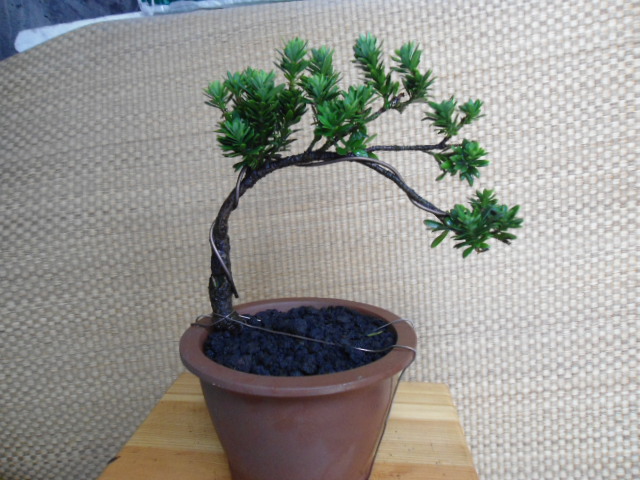 DSC03704.JPG