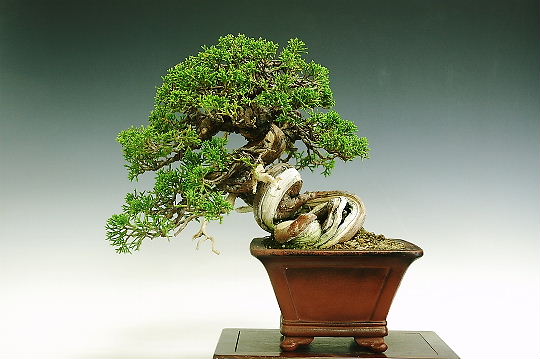1 (17).jpg
