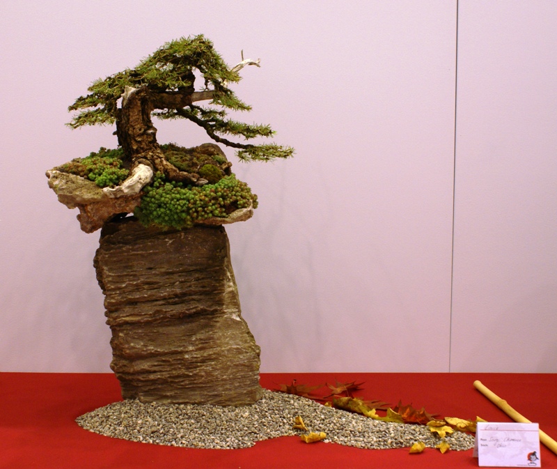 2010-10-09 Bonsaiautumn, Larix, Serge Clemence.JPG