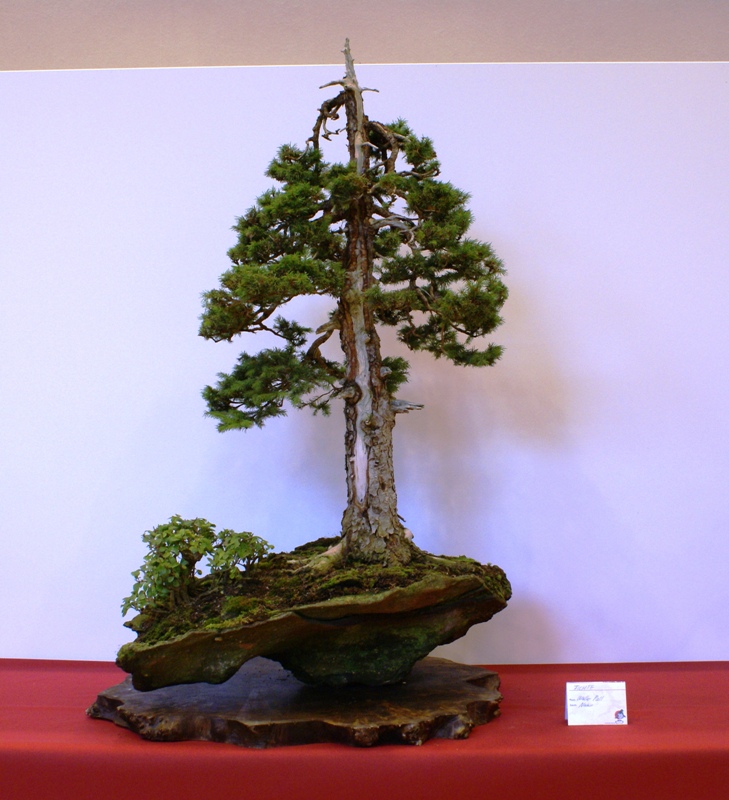 2010-10-09 Bonsaiautumn, Picea abies, Walter Pall, Nominated Tree.JPG
