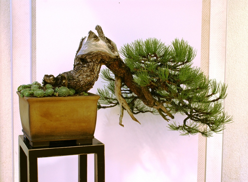 2010-10-09 Bonsaiautumn, Pinus ponderosa, Walter Pall, Tokoname.JPG