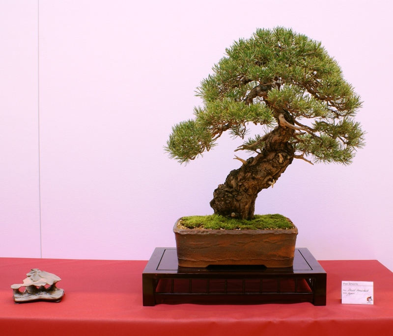 2010-10-09 Bonsaiautumn, Pinus sylvestris, David Vanoirbeck, Japan.JPG