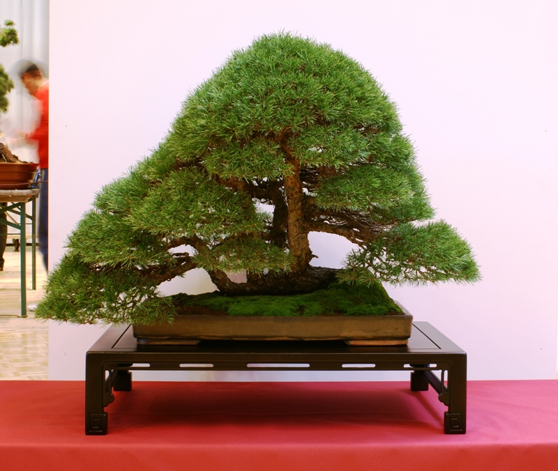 2010-10-09 Bonsaiautumn, Pinus sylvetsris, Enrico Frisoni, 3rd Place Dragon Award.JPG