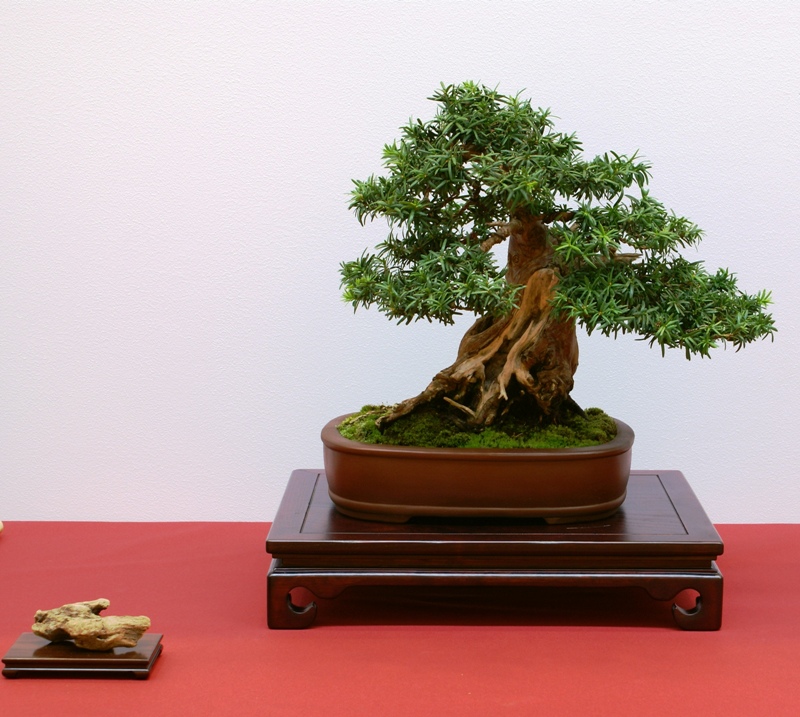 2010-10-09 Bonsaiautumn, Taxus baccata, Peter Marti, Japan.JPG